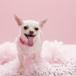 adorable chihuahua with pink collar on pink backdr 2026 01 09 09 26 28 utc