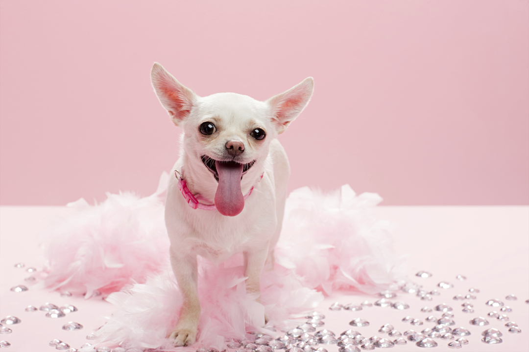adorable chihuahua with pink collar on pink backdr 2026 01 09 09 26 28 utc