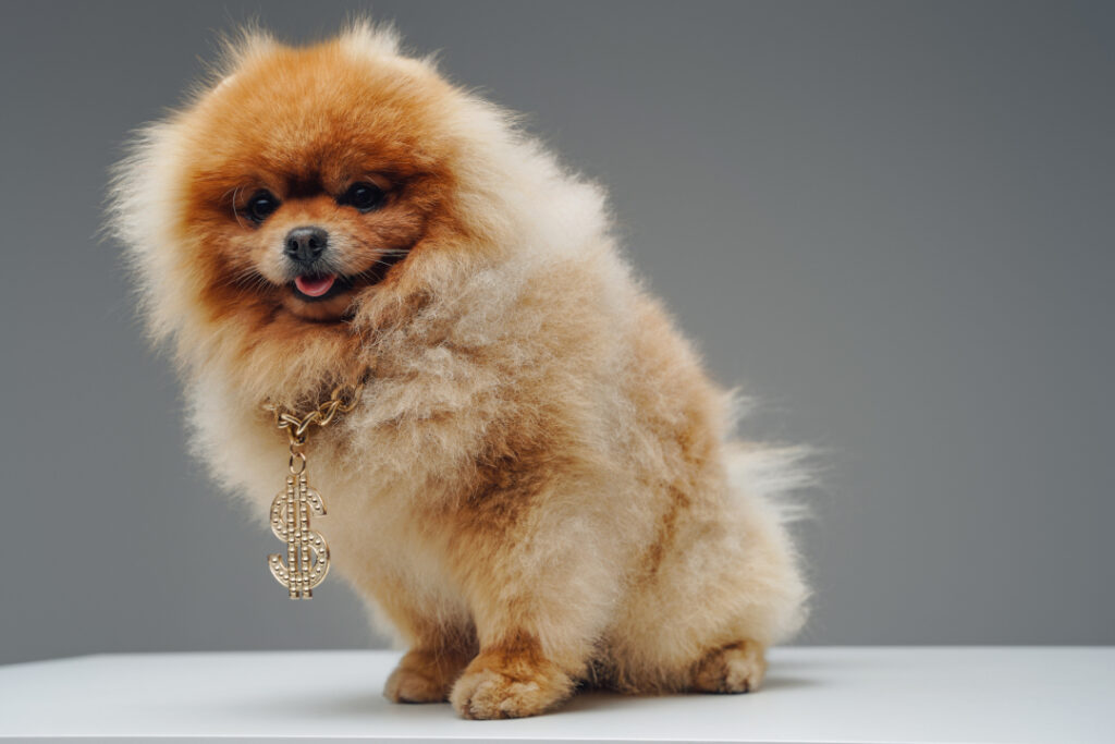 pomeranian dog wearing a gold chain 2026 03 17 03 24 47 utc