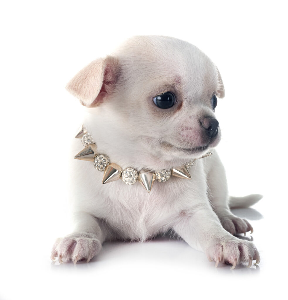 puppy chihuahua in studio 2026 01 06 09 59 44 utc 1